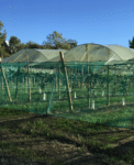 Protection arboriculture