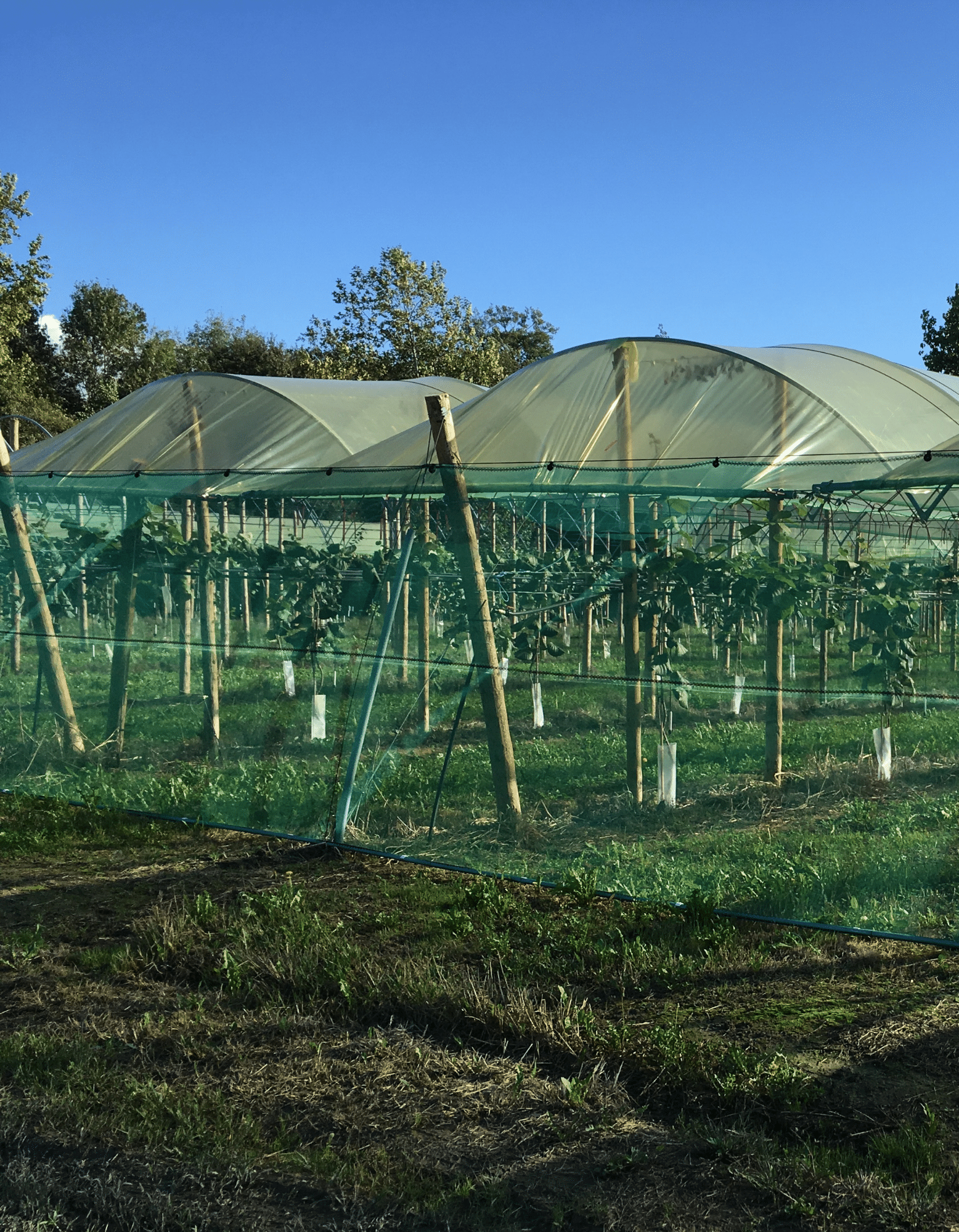 Protection climatique pour l’arboriculture