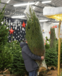 Emballage horticulture et fourrage Filet sapin