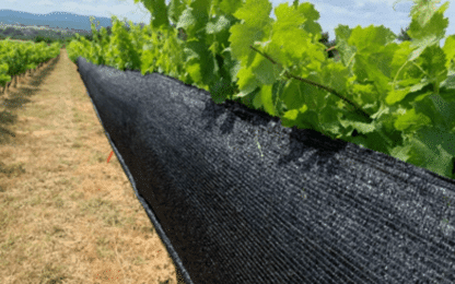 L’ombrage de la vigne