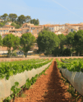 Protection viticulture