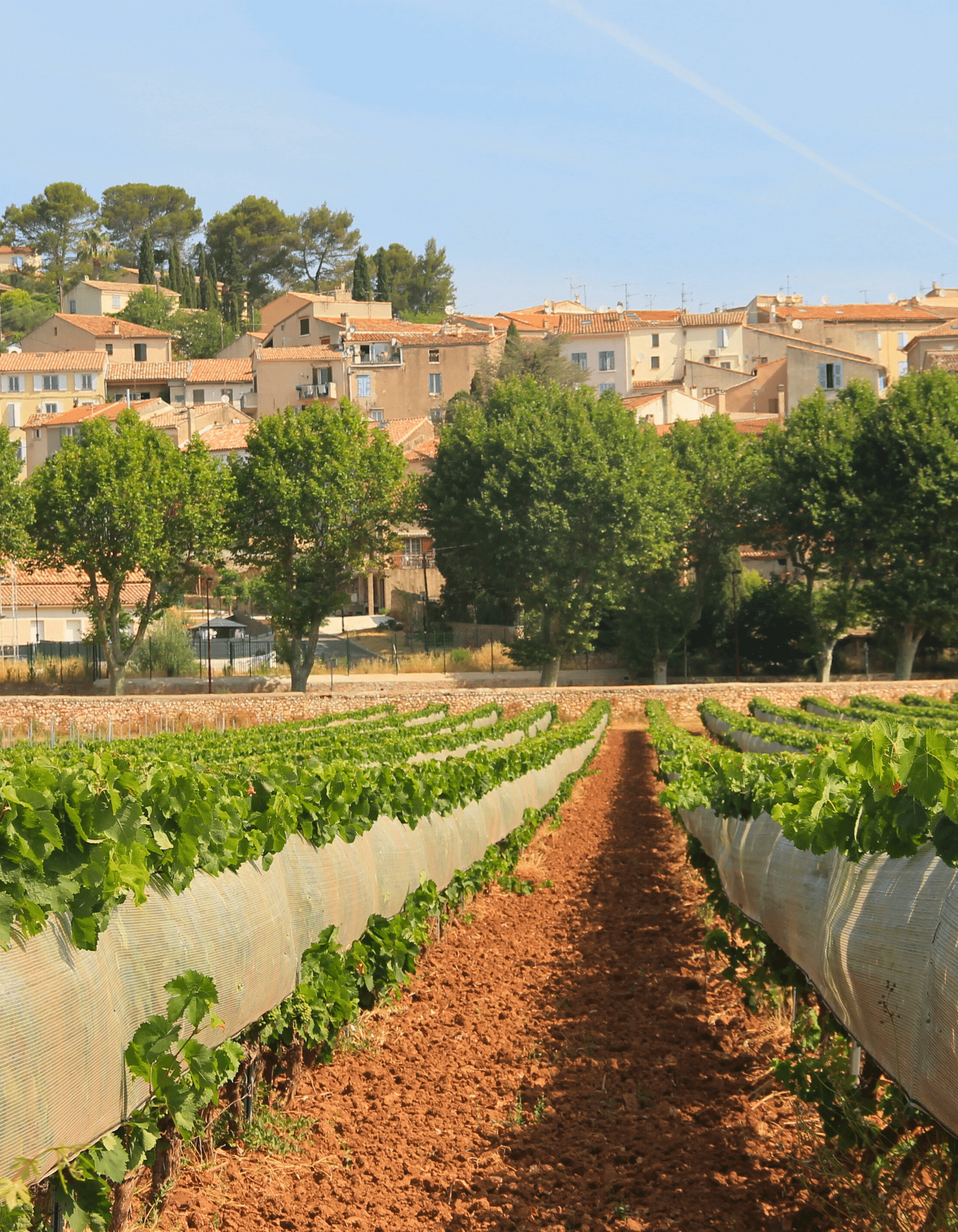 Protection climatique pour la viticulture